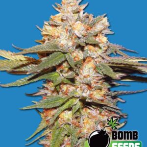 10 UND FEM - BIG BOMB AUTO * BOMB SEEDS 10 UND FEMINIZADAS