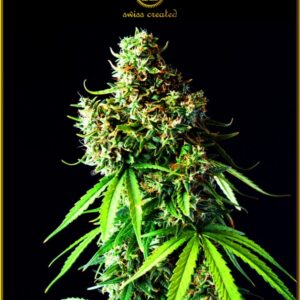 5 UND FEM - BIG BUBBLE * ANACONDA SEEDS FEMINIZADA 5 UND