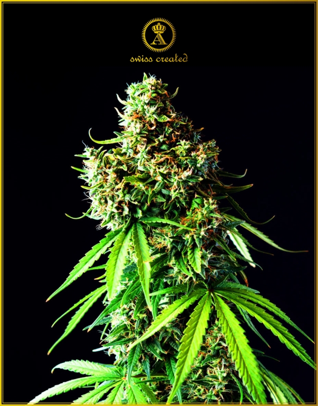 100 UND FEM - BIG BUBBLE * ANACONDA SEEDS FEMINIZADA 100 UND