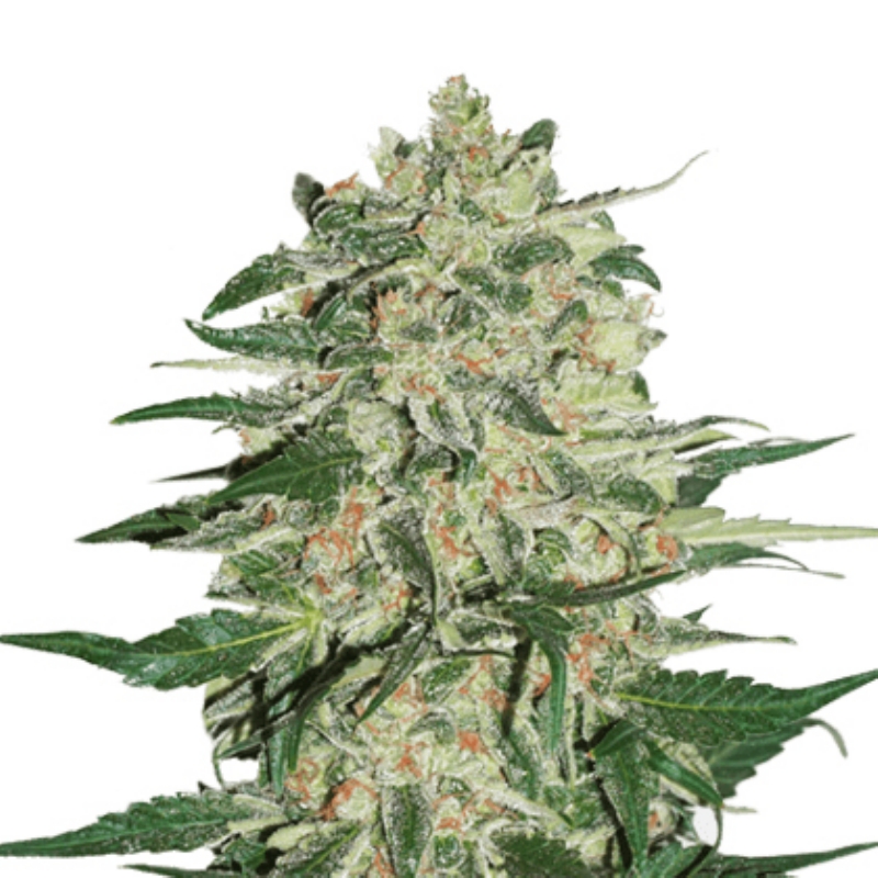 25 UND FEM - BIG BUD AUTO * SEEDSTOCKERS 25 UND FEMINIZADAS