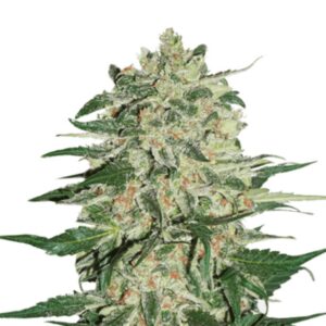 5 UND FEM - BIG BUD AUTO * SEEDSTOCKERS 5 UND FEMINIZADAS