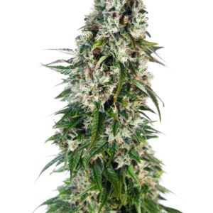 5 UND FEM - BIG BUD AUTOMATIC * SENSI SEEDS 5 UND FEMINIZADAS