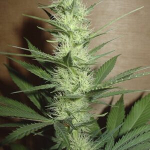 3 UND FEM - BIG BUD * HOMEGROWN FANTASEEDS 3 UND FEMINIZADAS