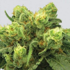 3 UND FEM - BIG BUD * NIRVANA 3 UND FEMINIZADAS