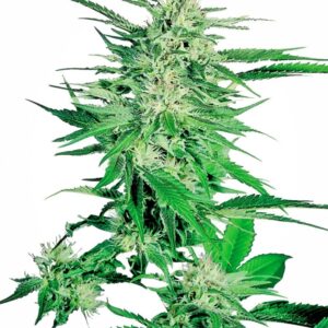 3 UND FEM - BIG BUD ﾮ * SENSI SEEDS 3 UND FEMINIZADAS