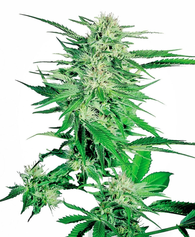 3 UND FEM - BIG BUD ﾮ * SENSI SEEDS 3 UND FEMINIZADAS
