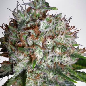 25 UND FEM - BIG BUD XXL * MINISTRY SEEDS 25 UND FEMINIZADAS