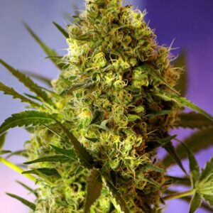 5 UND FEM - BIG DEVIL#2 AUTO ﾮ * SWEET SEEDS 5 UND FEMINIZADAS