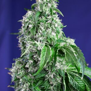 5 UND FEM - BIG DEVIL F1 FAST VERSION ﾮ * SWEET SEEDS 5 UND FEMINIZADAS