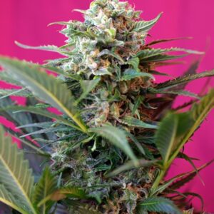 25 UND FEM - BIG DEVIL XL AUTO ﾮ * SWEET SEEDS 25 UND FEMINIZADAS