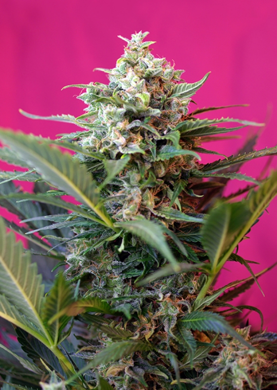3 UND FEM - BIG DEVIL XL AUTO ﾮ * SWEET SEEDS 3 UND FEMINIZADAS