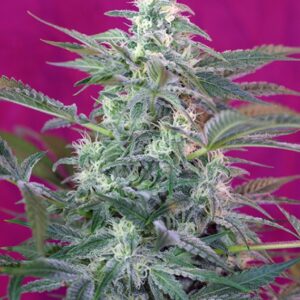 3 UND FEM - BIG FOOT ﾮ * SWEET SEEDS 3 UND FEMINIZADAS