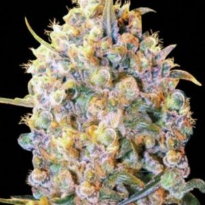 5 UND FEM - BIGGER BUD * BULK SEED 5 UND FEM