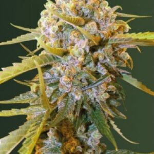 3 UND FEM - BIGGEST  BUD * VICTORY SEEDS FEMINIZADA 3 UND