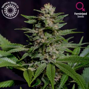 5 UND FEM - BISCUIT BUSTER * TROPICAL SEEDS 5 UND FEMINIZADAS