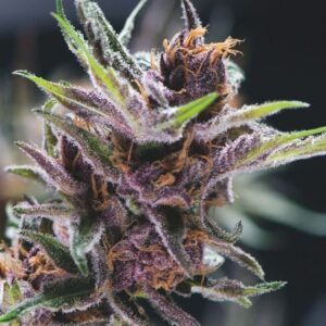 3 UND FEM - BLACK CHERRY PUNCH * PYRAMID SEEDS FEMINIZADA 3 UND