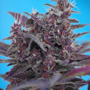 5 UND FEM - BLACK CREAM AUTO ﾮ * SWEET SEEDS 5 UND FEMINIZADAS