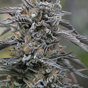 5 UND FEM - BLACK D.O.G. 100% * HUMBOLDT 5 UND FEMINIZADAS