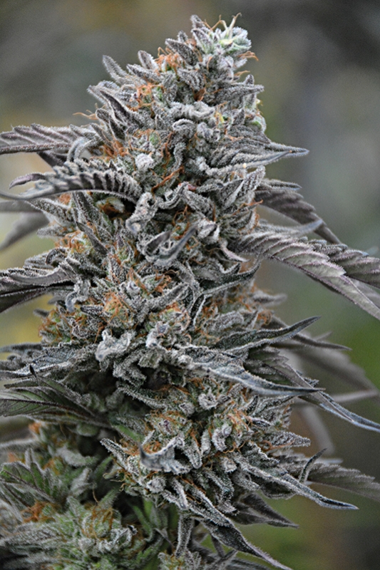 5 UND FEM - BLACK D.O.G. 100% * HUMBOLDT 5 UND FEMINIZADAS