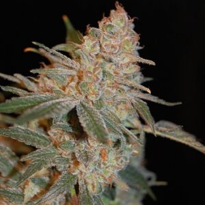 1 UND FEM - BLACK DIESEL * ADVANCED SEEDS 1 UND FEM