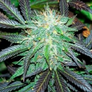 5 UND FEM - BLACK DOMINA AUTO * SAGARMATHA 5 UND FEMINIZADAS