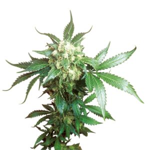 5 UND FEM - BLACK DOMINA ﾮ * SENSI SEEDS 5 UND FEMINIZADAS