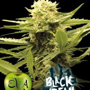 500 UND FEM - BLACK DREAM * EVA SEEDS 500 UND FEMINIZADAS