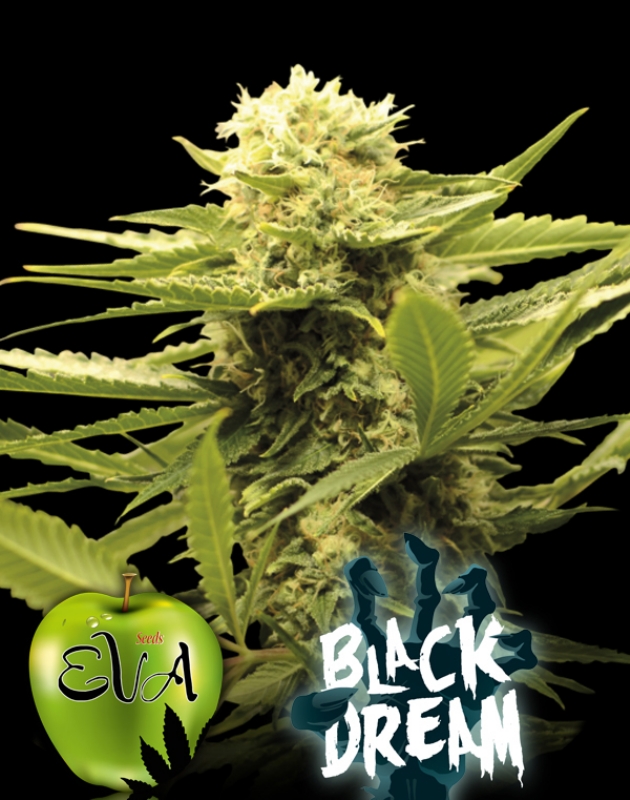 1000 UND FEM - BLACK DREAM * EVA SEEDS 1000 UND FEMINIZADAS