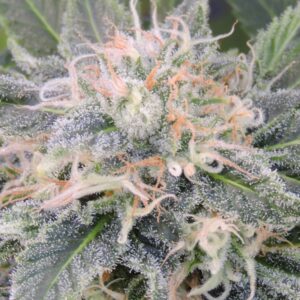 5 UND FEM - BLACK GHOST OG * ORIGINAL SENSIBLE 5 UND FEMINIZADA