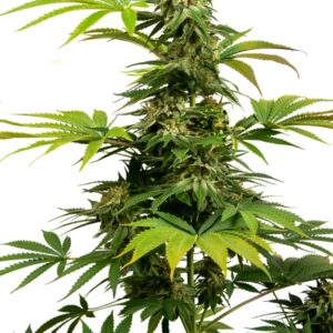 5 UND FEM - BLACK HARLEQUIN ﾮ * SENSI SEEDS FEMINIZADA 5 UND