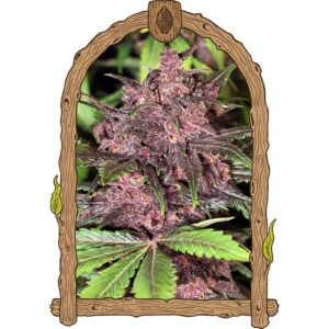 3 UND FEM - BLACK HAZE (AUTOFLOWERING) * EXOTIC SEED FEMINIZADA 3 UND