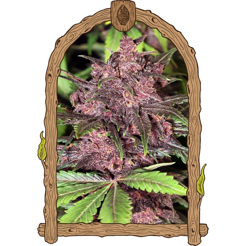25 UND FEM - BLACK HAZE (AUTOFLOWERING) * EXOTIC SEED FEMINIZADA 25 UND