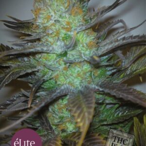 3 UND FEM - BLACK HOLE * ELITE 3 UND FEMINIZADAS