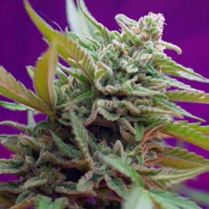 3 UND FEM - BLACK JACK AUTO ﾮ * SWEET SEEDS 3 UND FEMINIZADAS
