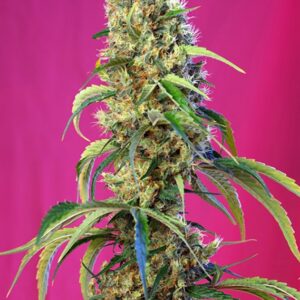 5 UND FEM - BLACK JACK CBD ﾮ * SWEET SEEDS 5 UND FEMINIZADAS