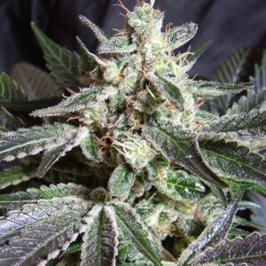 3 UND FEM - BLACK JACK ﾮ * SWEET SEEDS 3 UND FEMINIZADAS