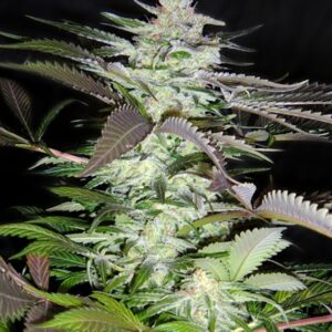 25 UND FEM - BLACK JACK ﾮ * SWEET SEEDS 25 UND FEMINIZADAS