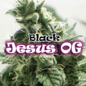 2 UND FEM - BLACK JESUS OG * DR UNDERGROUND 2 UND FEM