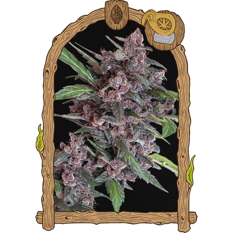 25 UND FEM - BLACK LEMON AUTO * EXOTIC SEED FEMINIZADA 25 UND