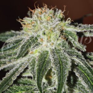 10 UND FEM - BLACK RUSSIAN (INDICA LINE) * DELICIOUS 10 UND FEMINIZADAS