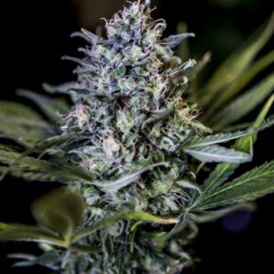 5 UND FEM - BLACK WIDOW CBD  * POSITRONICS 5 UND FEMINIZADAS