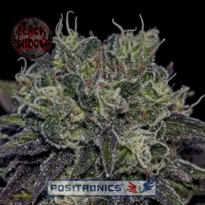 5 UND FEM - BLACK WIDOW  * POSITRONICS 5 UND FEMINIZADAS