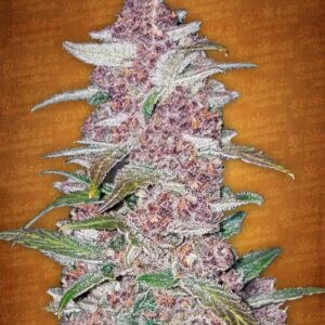 10 UND FEM - BLACKBERRY * FASTBUDS SEEDS FEMINIZADA 10 UND