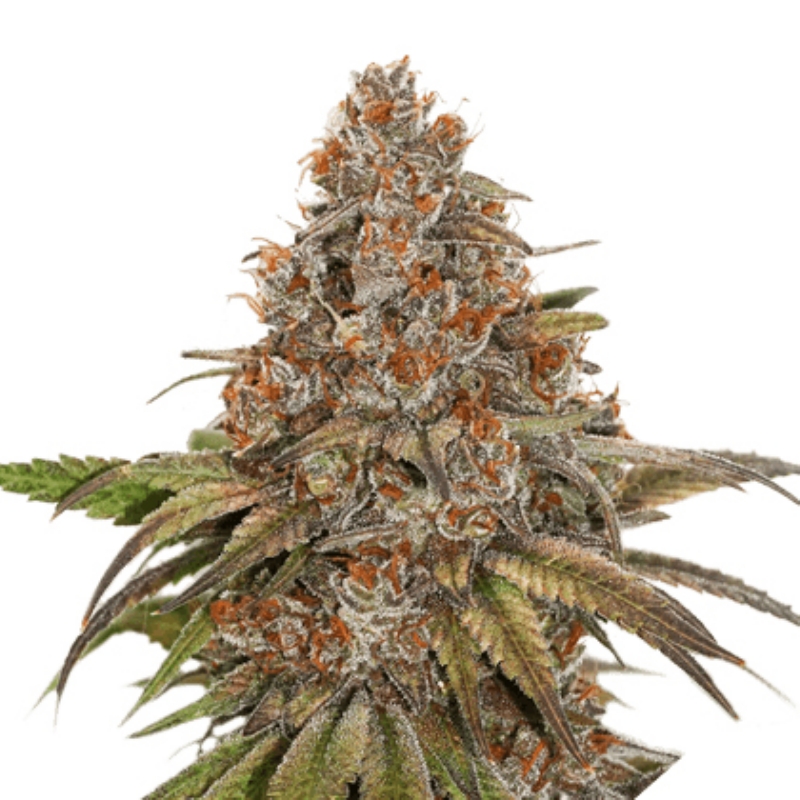 1 UND FEM - BLACKBERRY GUM AUTO * SEEDSTOCKERS FEMINIZADA 1 UND