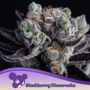 5 UND FEM - BLACKBERRY MOONROCKS ﾮ * ANESIA SEEDS 5 FEMINIZADAS