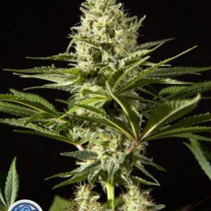25 UND FEM - BLACKBOMB * PHILOSOPHER SEEDS 25 UND FEM