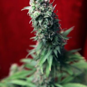 7 UND FEM - BLACKDANCE * REGGAE SEEDS 7 UND FEMINIZADAS