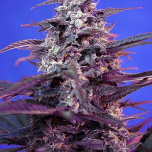 5 UND FEM -  BLOODY SKUNK AUTO ﾮ * SWEET SEEDS 5 UND FEMINIZADAS