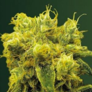 3 UND FEM - BLOW   DREAM * VICTORY SEEDS FEMINIZADA 3 UND