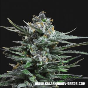 3 UND FEM - BLUE ACID AUTO  * KALASHNIKOV SEEDS 3 UND FEMINIZADAS